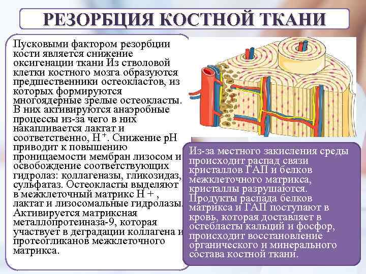 РЕЗОРБЦИЯ КОСТНОЙ ТКАНИ Пусковыми фактором резорбции кости является снижение оксигенации ткани Из стволовой клетки