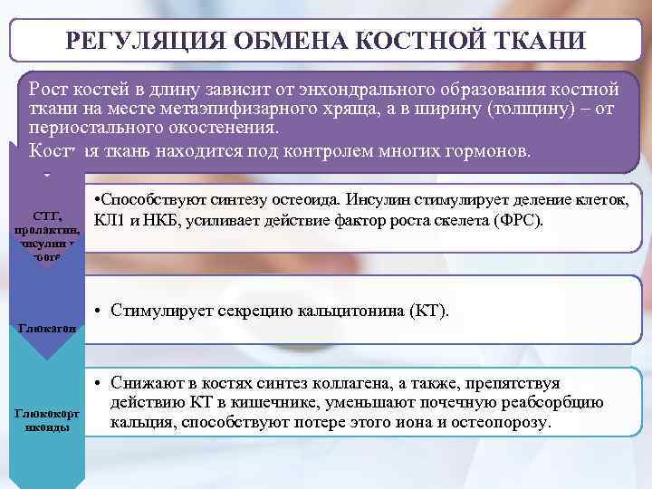 РЕГУЛЯЦИЯ ОБМЕНА КОСТНОЙ ТКАНИ Рост костей в длину зависит от энхондрального образования костной ткани
