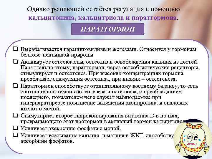 Однако решающей остаётся регуляция с помощью кальцитонина, кальцитриола и паратгормона. ПАРАТГОРМОН q Вырабатывается паращитовидными
