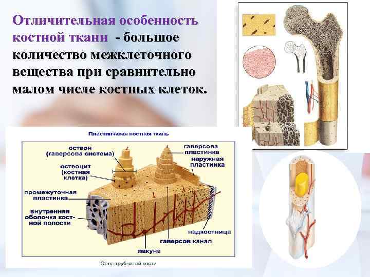 Отличительная особенность костной ткани - большое количество межклеточного вещества при сравнительно малом числе костных