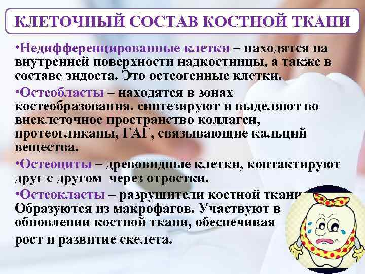 КЛЕТОЧНЫЙ СОСТАВ КОСТНОЙ ТКАНИ • Недифференцированные клетки – находятся на внутренней поверхности надкостницы, а