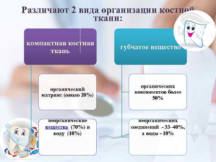 Различают 2 вида организации костной ткани: компактная костная ткань губчатое вещество органический матрикс (около