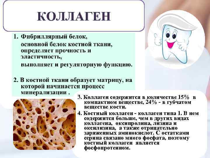 КОЛЛАГЕН 3. Коллаген содержится в количестве 15% в компактном веществе, 24% - в губчатом