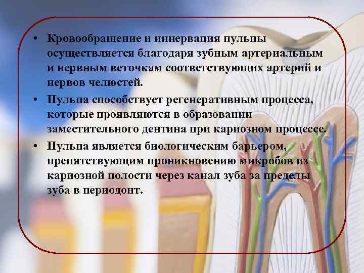  • Кровообращение и иннервация пульпы осуществляется благодаря зубным артериальным и нервным веточкам соответствующих