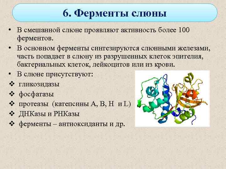 6. Ферменты слюны • В смешанной слюне проявляют активность более 100 ферментов. • В