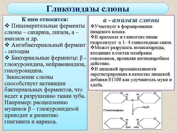 Гликозидазы слюны К ним относятся: a - амилаза слюны v Пищеварительные ферменты v. Участвует