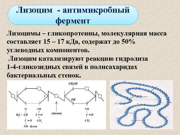 Лизоцим - антимикробный фермент Лизоцимы – гликопротеины, молекулярная масса составляет 15 – 17 к.