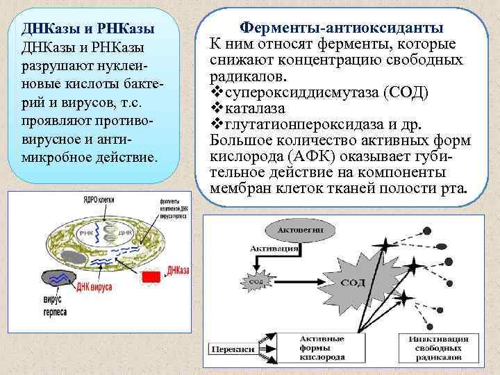 ДНКазы и РНКазы разрушают нуклеиновые кислоты бактерий и вирусов, т. с. проявляют противовирусное и
