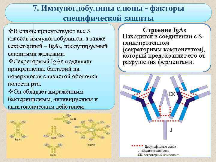 7. Иммуноглобулины слюны - факторы специфической защиты v. В слюне присутствуют все 5 классов