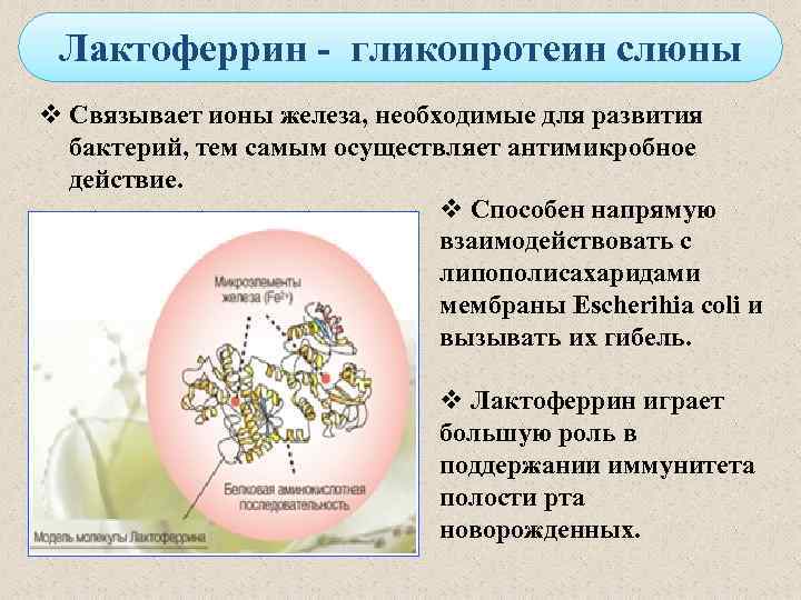 Лактоферрин - гликопротеин слюны v Связывает ионы железа, необходимые для развития бактерий, тем самым