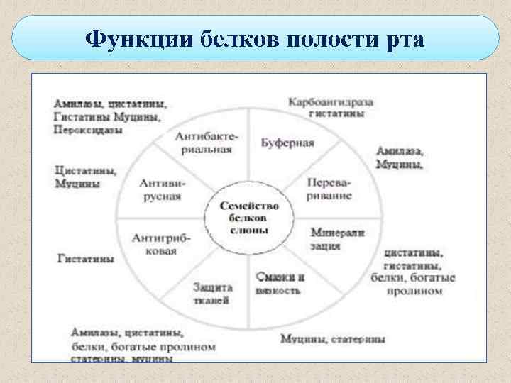 Функции белков полости рта 