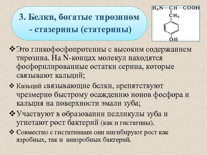 3. Белки, богатые тирозином - стазерины (статерины) v Это гликофосфопротеины с высоким содержанием тирозина.