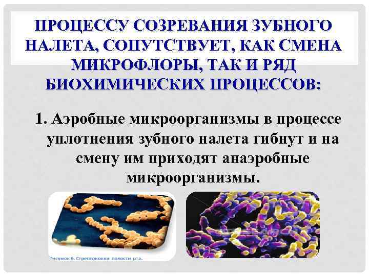 ПРОЦЕССУ СОЗРЕВАНИЯ ЗУБНОГО НАЛЕТА, СОПУТСТВУЕТ, КАК СМЕНА МИКРОФЛОРЫ, ТАК И РЯД БИОХИМИЧЕСКИХ ПРОЦЕССОВ: 1.