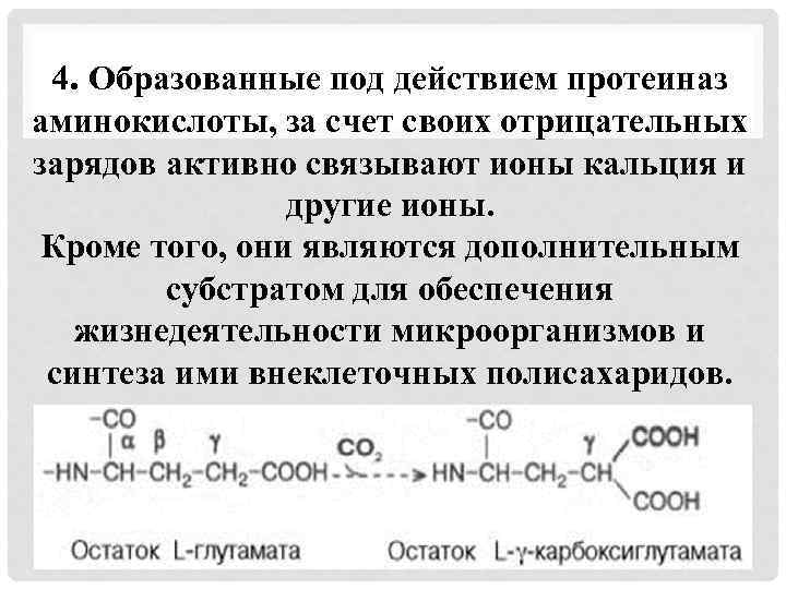 4. Образованные под действием протеиназ аминокислоты, за счет своих отрицательных зарядов активно связывают ионы