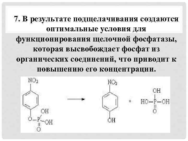 7. В результате подщелачивания создаются оптимальные условия для функционирования щелочной фосфатазы, которая высвобождает фосфат