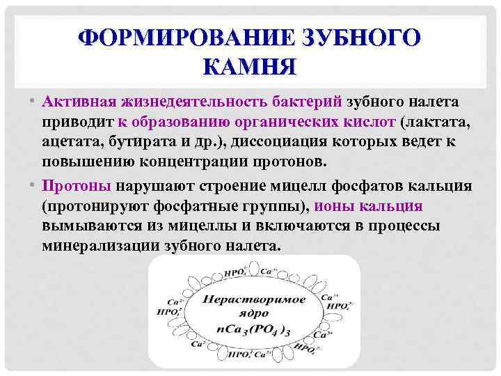 ФОРМИРОВАНИЕ ЗУБНОГО КАМНЯ • Активная жизнедеятельность бактерий зубного налета приводит к образованию органических кислот