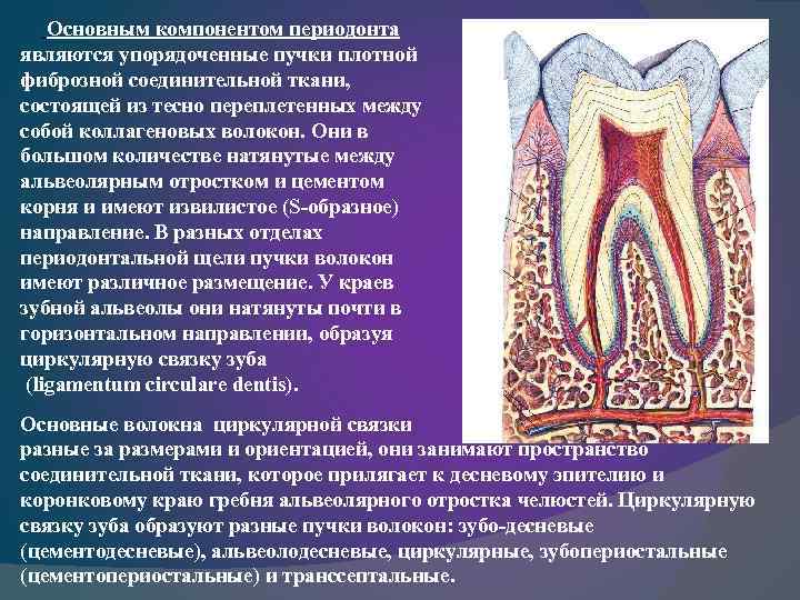  Основным компонентом периодонта являются упорядоченные пучки плотной фиброзной соединительной ткани, состоящей из тесно