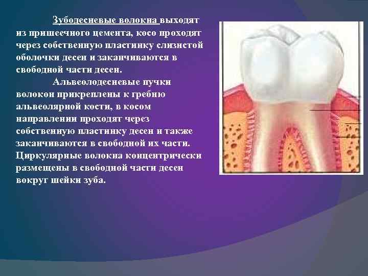  Зубодесневые волокна выходят из пришеечного цемента, косо проходят через собственную пластинку слизистой оболочки