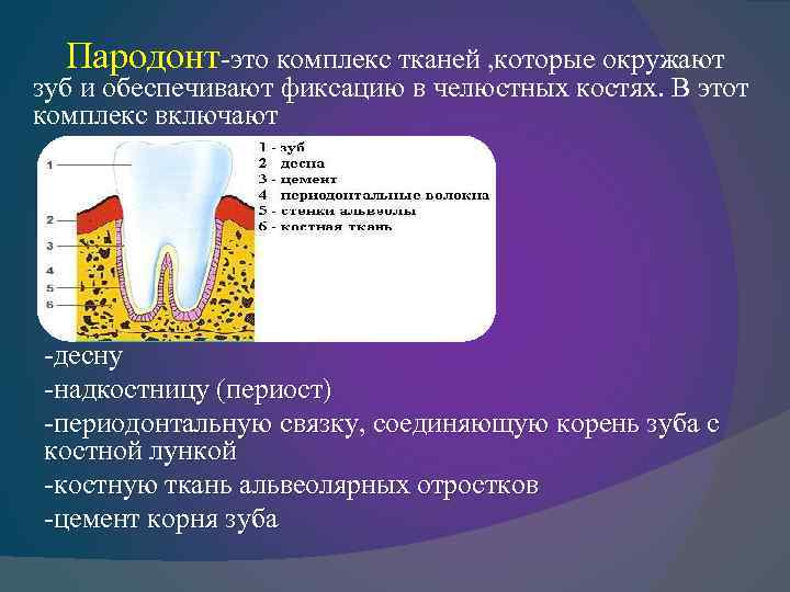 Пародонт-это комплекс тканей , которые окружают зуб и обеспечивают фиксацию в челюстных костях. В