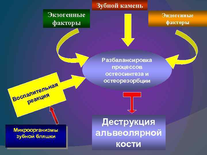 Зубной камень Экзогенные факторы я ьна л ите я л спа акци Во ре