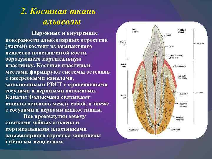 2. Костная ткань альвеолы Наружные и внутренние поверхности альвеолярных отростков (частей) состоят из компактного