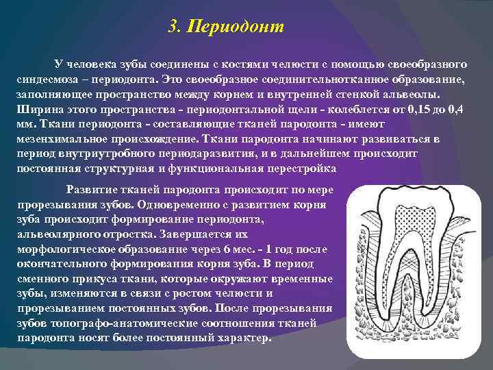 3. Периодонт У человека зубы соединены с костями челюсти с помощью своеобразного синдесмоза –