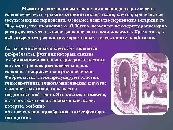 Между организованными волокнами периодонта размещены основное вещество рыхлой соединительной ткани, клетки, кровеносные сосуды и