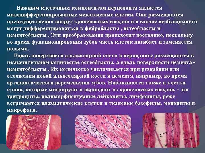 Важным клеточным компонентом периодонта является малодифференцированные мезенхимные клетки. Они размещаются преимущественно вокруг кровеносных сосудов