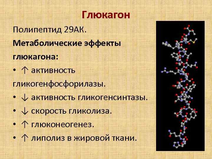 Глюкагон Полипептид 29 АК. Метаболические эффекты глюкагона: • ↑ активность гликогенфосфорилазы. • ↓ активность