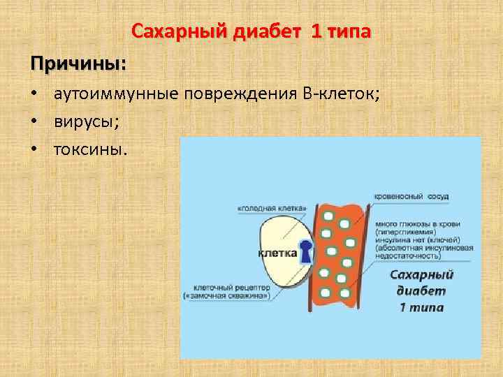 Сахарный диабет 1 типа Причины: • аутоиммунные повреждения В-клеток; • вирусы; • токсины. 