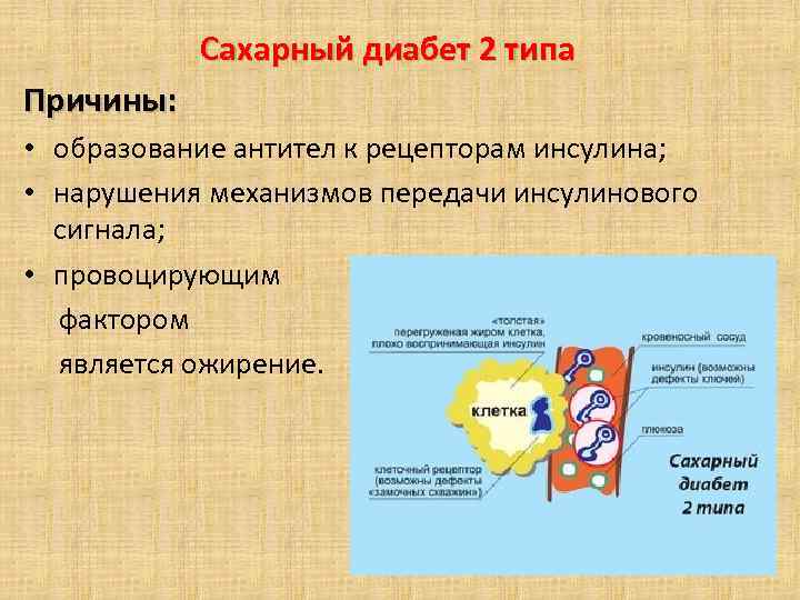 Сахарный диабет 2 типа Причины: • образование антител к рецепторам инсулина; • нарушения механизмов