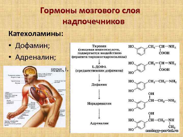 Проект на тему гормоны