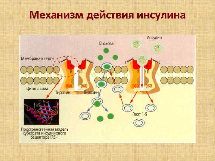 Механизм действия инсулина 
