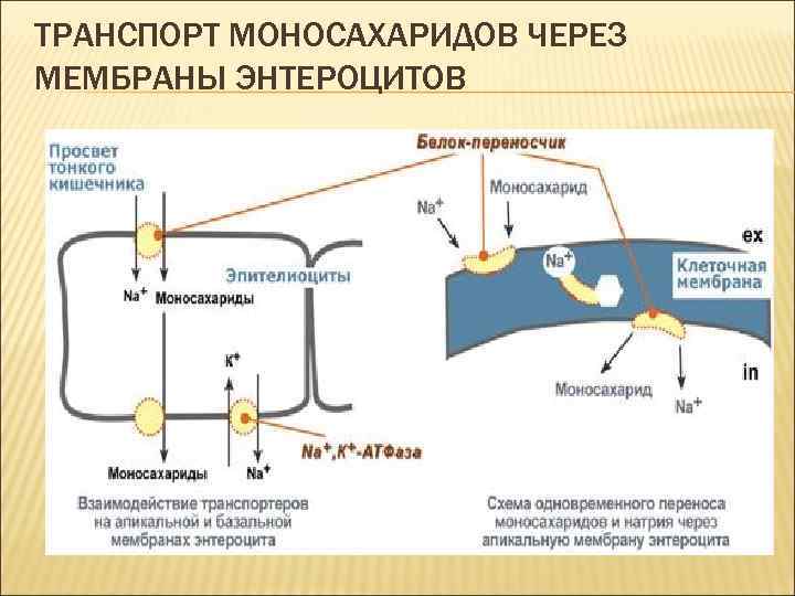 ТРАНСПОРТ МОНОСАХАРИДОВ ЧЕРЕЗ МЕМБРАНЫ ЭНТЕРОЦИТОВ 