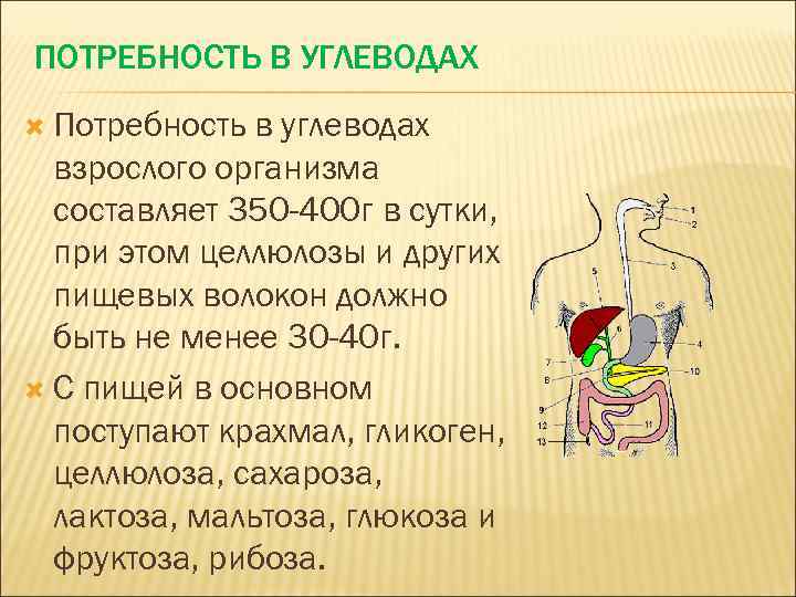 ПОТРЕБНОСТЬ В УГЛЕВОДАХ Потребность в углеводах взрослого организма составляет 350 -400 г в сутки,
