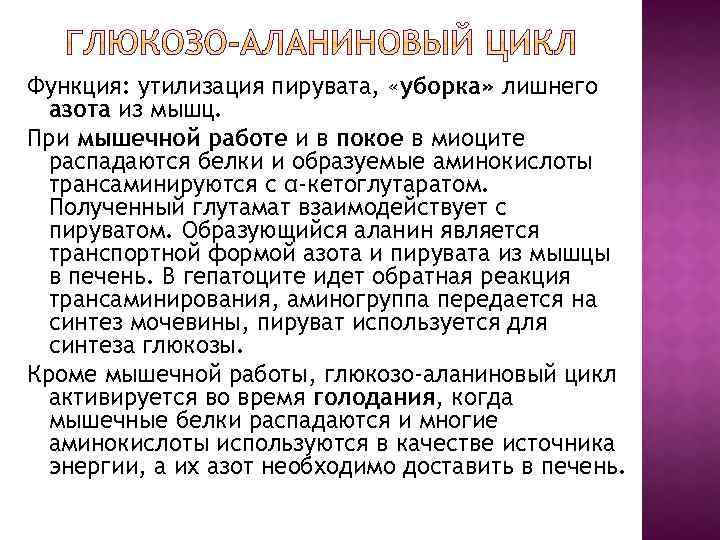 Функция: утилизация пирувата, «уборка» лишнего азота из мышц. При мышечной работе и в покое