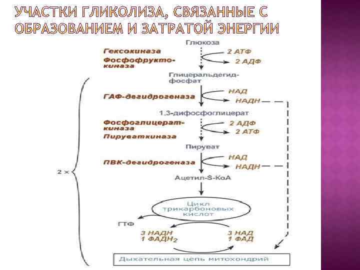 Схема гликолиза биохимия