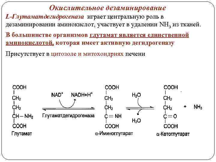 Окислительное дезаминирование L-Глутаматдегидрогеназа играет центральную роль в дезаминировании аминокислот, участвует в удалении NH 3