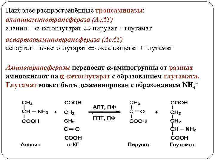 Наиболее распространённые трансаминазы: аланинаминотрансфераза (Ал. АТ) аланин + -кетоглутарат пируват + глутамат аспартатаминотрансфераза (Ас.