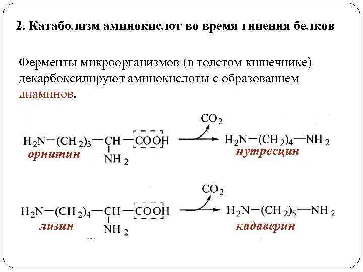 2. Катаболизм аминокислот во время гниения белков Ферменты микроорганизмов (в толстом кишечнике) декарбоксилируют аминокислоты