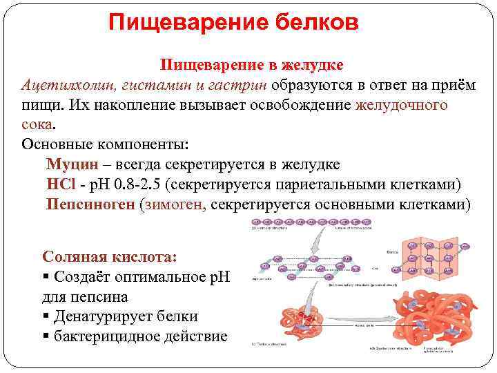 Пищеварение белков Пищеварение в желудке Ацетилхолин, гистамин и гастрин образуются в ответ на приём