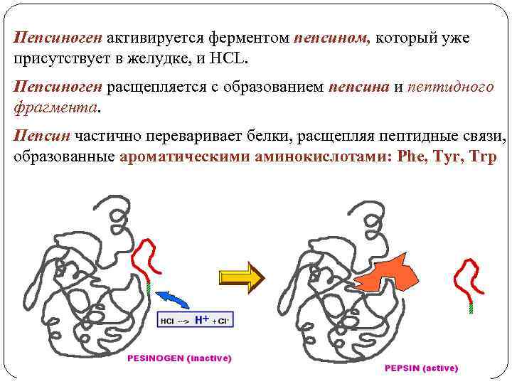 Пепсиноген активируется ферментом пепсином, который уже присутствует в желудке, и НСL. Пепсиноген расщепляется с
