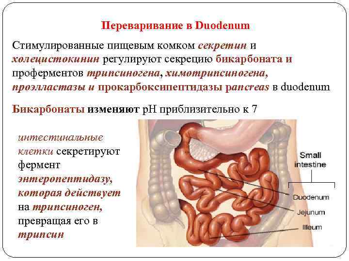 Переваривание в Duodenum Стимулированные пищевым комком секретин и холецистокинин регулируют секрецию бикарбоната и проферментов