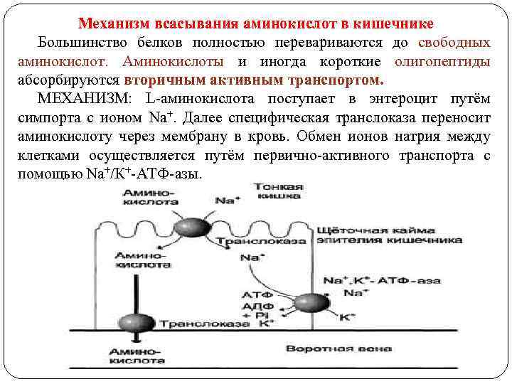 Механизм всасывания аминокислот в кишечнике Большинство белков полностью перевариваются до свободных аминокислот. Аминокислоты и