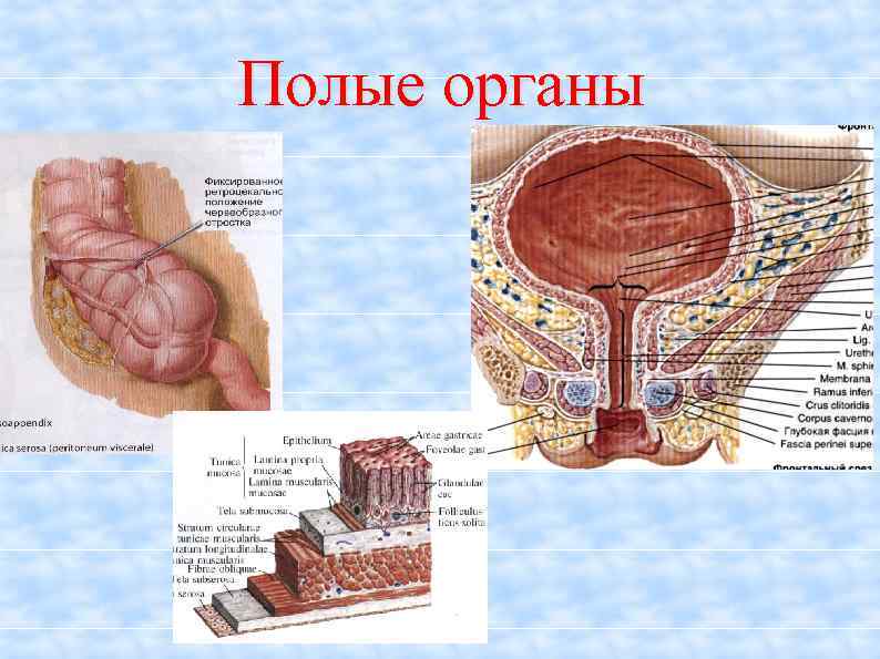 Полые органы человека. Полые трубчатые органы. Строение стенки полого внутреннего органа.