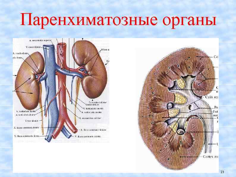 Паренхиматозные органы это