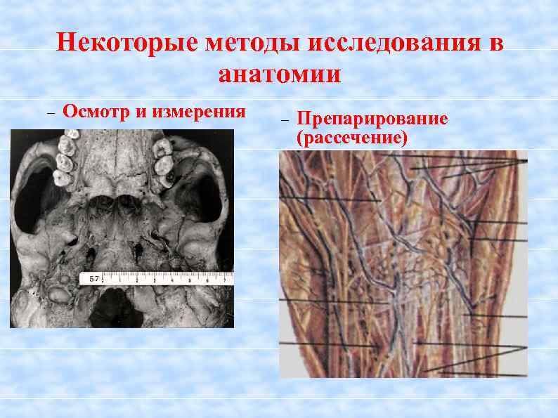 Методы изучения анатомии человека