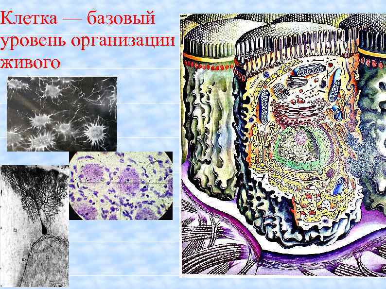 Клетка — базовый уровень организации живого 