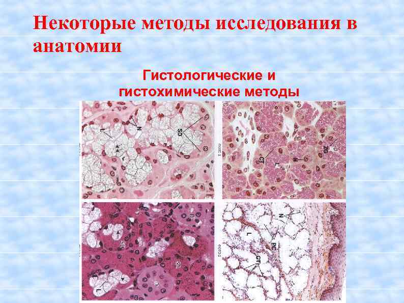 Гистохимические методы исследования презентация