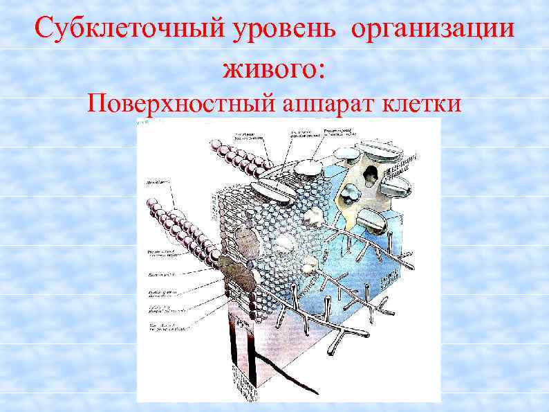 Субклеточный уровень организации живого: Поверхностный аппарат клетки 